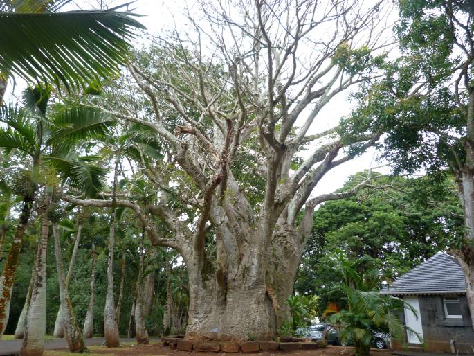 Sir Seewoosagur Ramgoolam Botanic Garden