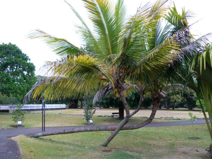 Sir Seewoosagur Ramgoolam Botanic Garden