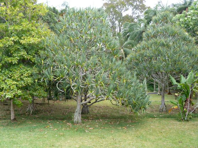 Sir Seewoosagur Ramgoolam Botanic Garden