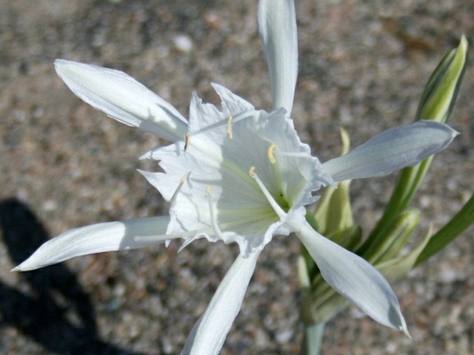 Pancratium maritimum