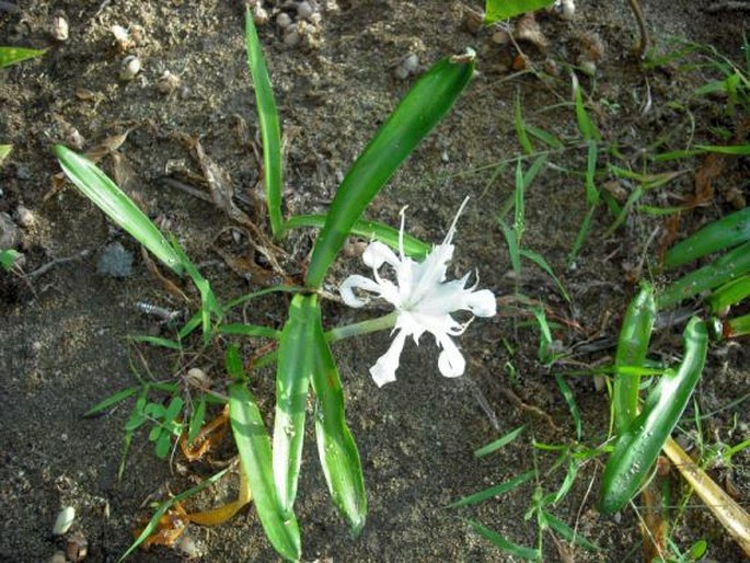 Pancratium zeylanicum