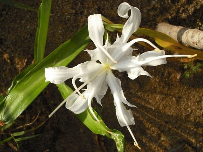 Pancratium zeylanicum