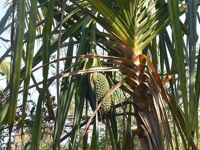 PANDANUS UNIPAPILLATUS Dennst. – pandán