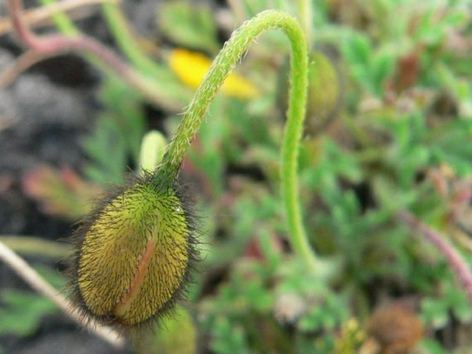 Papaver microcarpum