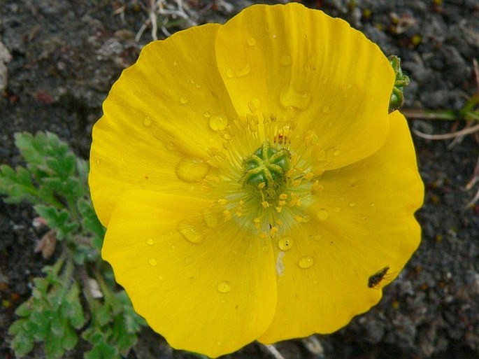 Papaver microcarpum