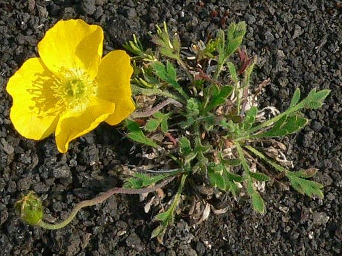 Papaver microcarpum