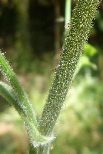 Pastinaca sativa subsp. urens