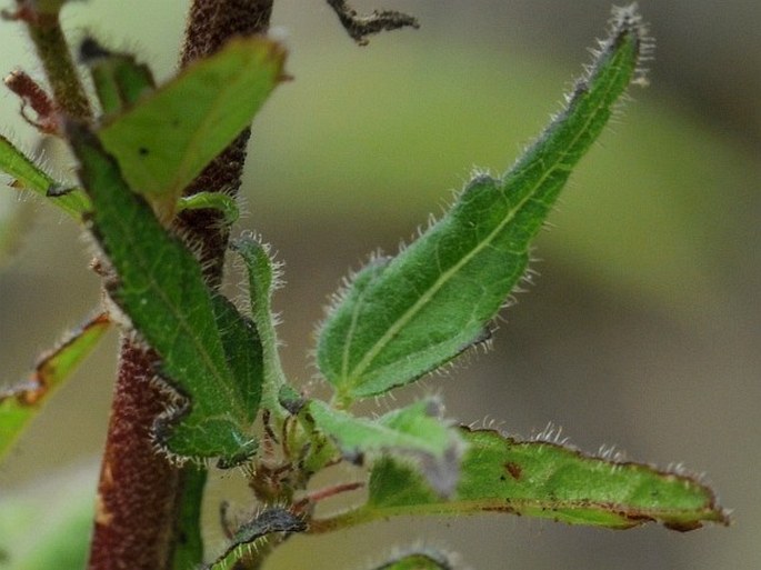 Pavonia columella