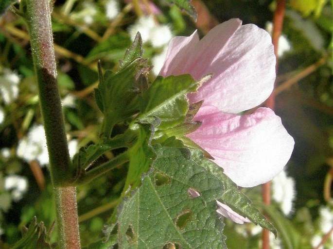 Pavonia columella