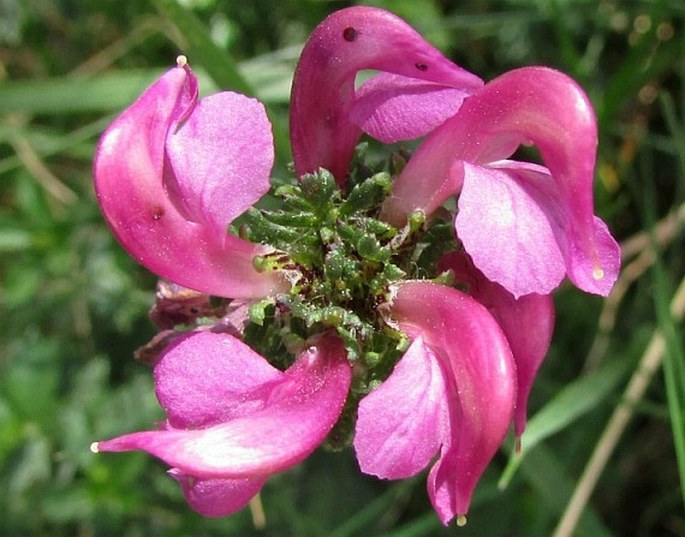 PEDICULARIS PYRENAICA J. Gay – všivec