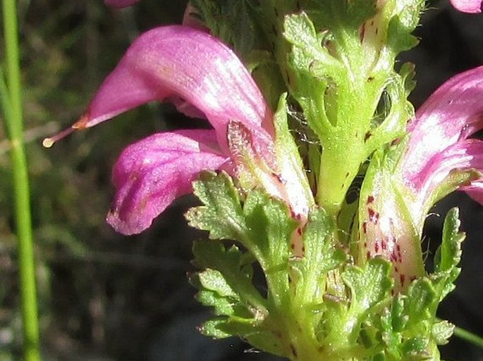 Pedicularis pyrenaica