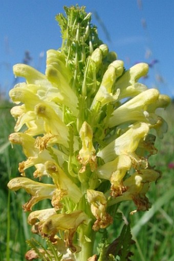 Pedicularis exaltata