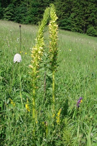 Pedicularis exaltata