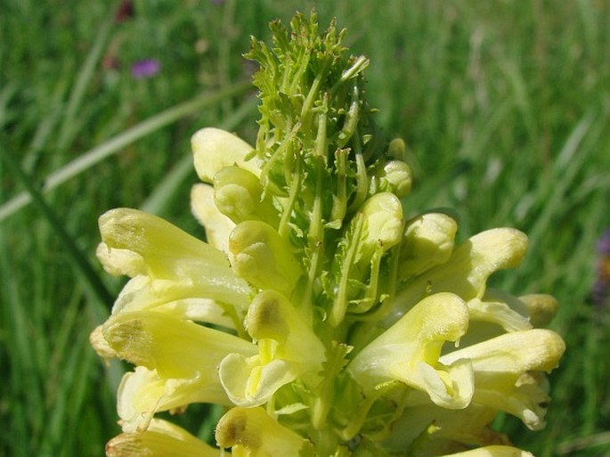 Pedicularis exaltata