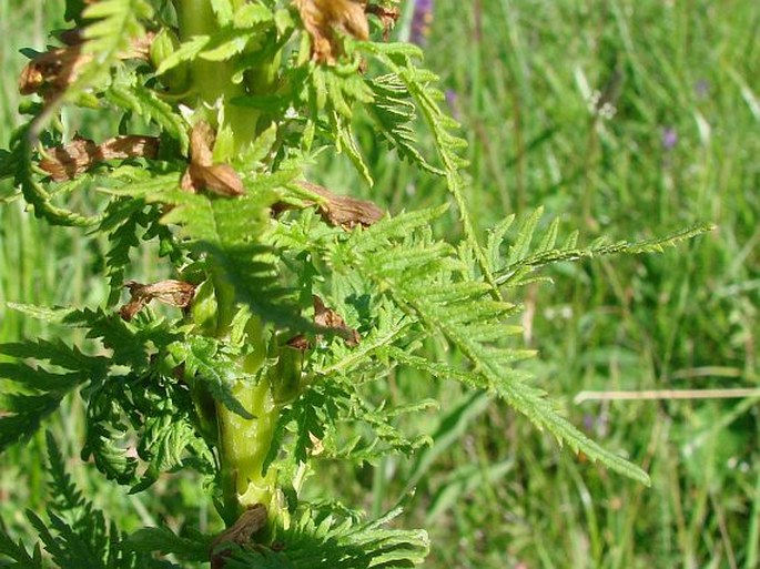 Pedicularis exaltata