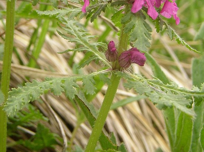 Pedicularis verticillata