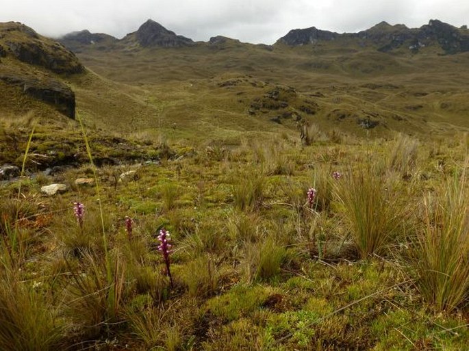 Pedicularis incurva