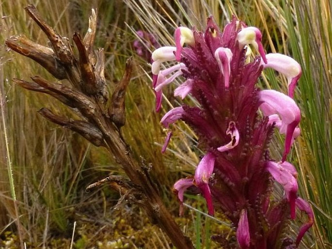 Pedicularis incurva