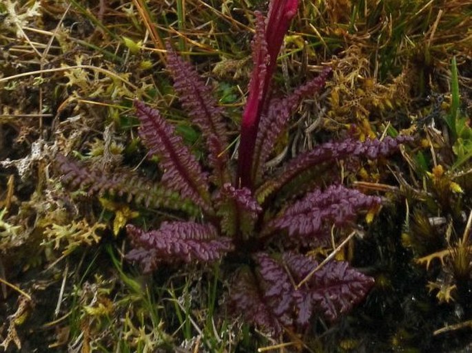 Pedicularis incurva