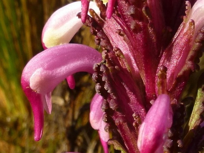 Pedicularis incurva