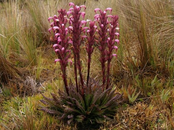 Pedicularis incurva