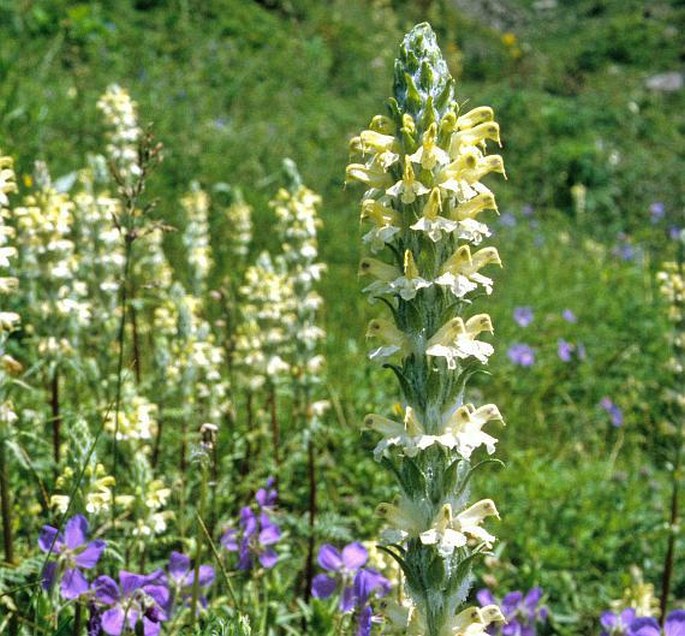 PEDICULARIS LUDWIGII Regel – všivec Ludwigův