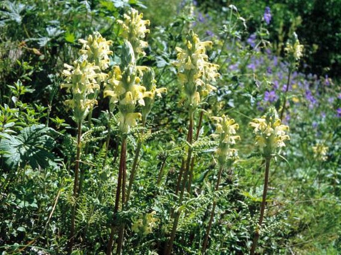 Pedicularis ludwigii