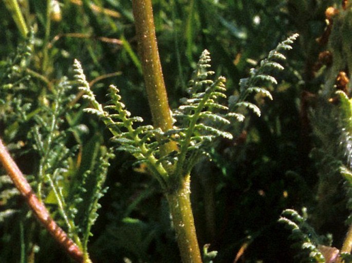 Pedicularis ludwigii