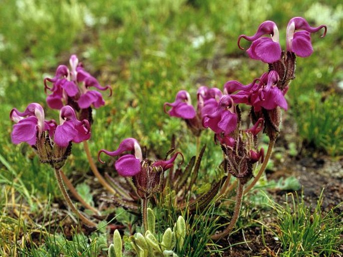 PEDICULARIS INTEGRIFOLIA Hook. f. – všivec