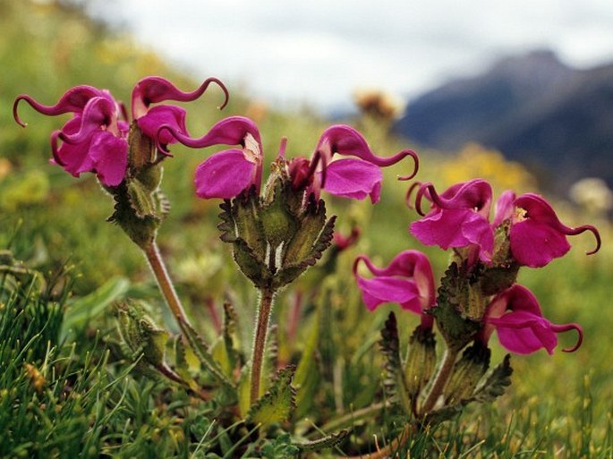 Pedicularis integrifolia