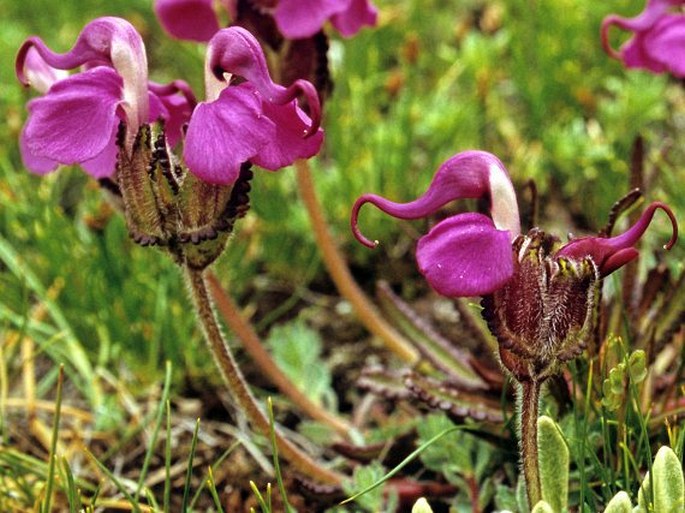 Pedicularis integrifolia