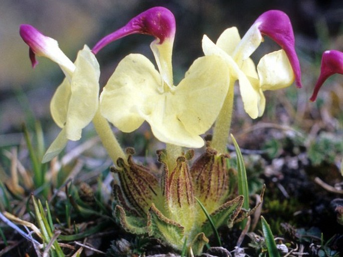 Pedicularis przewalskii