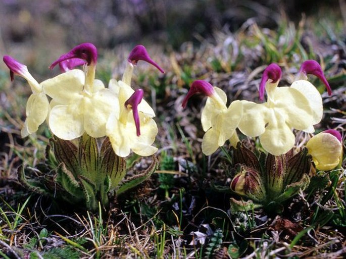 Pedicularis przewalskii