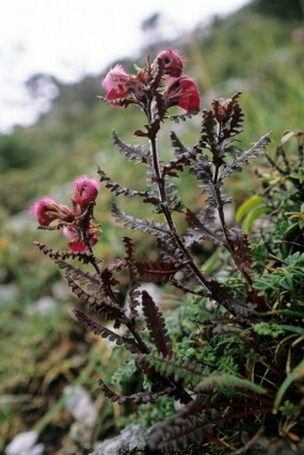 Pedicularis rhodotricha