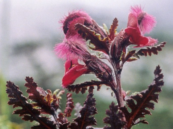 Pedicularis rhodotricha