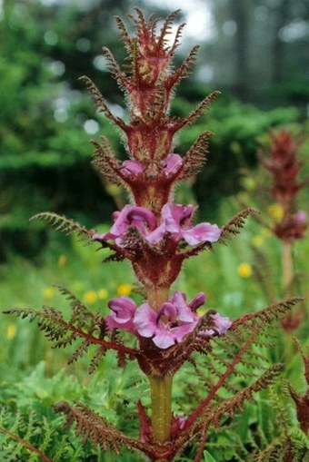 Pedicularis superba