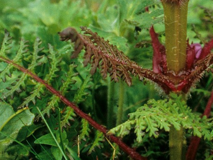 Pedicularis superba