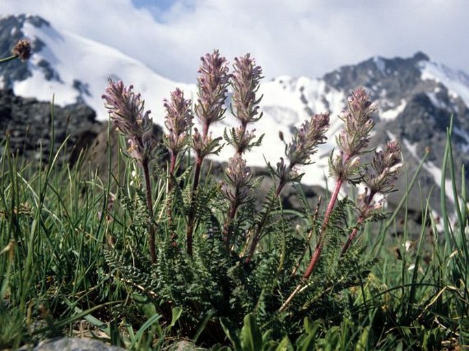 Pedicularis violascens