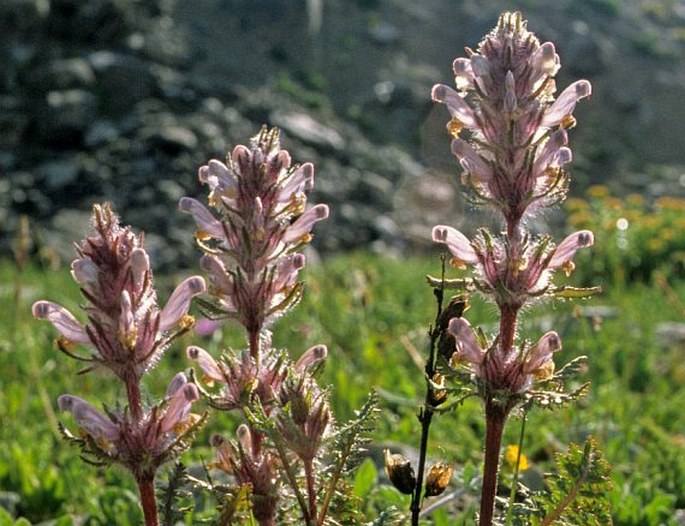 Pedicularis violascens