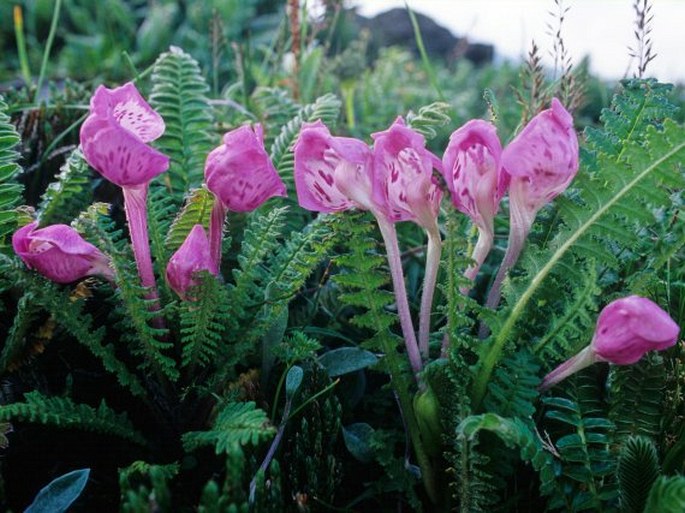 PEDICULARIS WILSONII Bonati – všivec Wilsonův