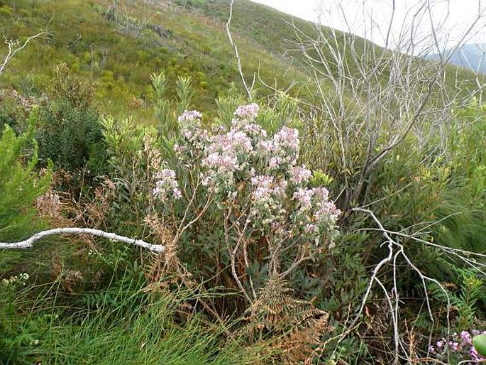 Pelargonium cordifolium