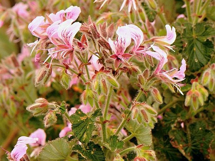 Pelargonium cordifolium