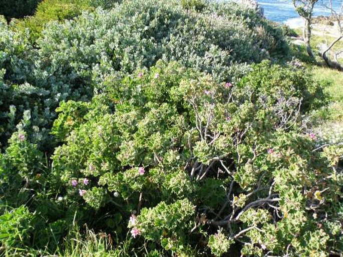 Pelargonium cucullatum subsp. cucullatum