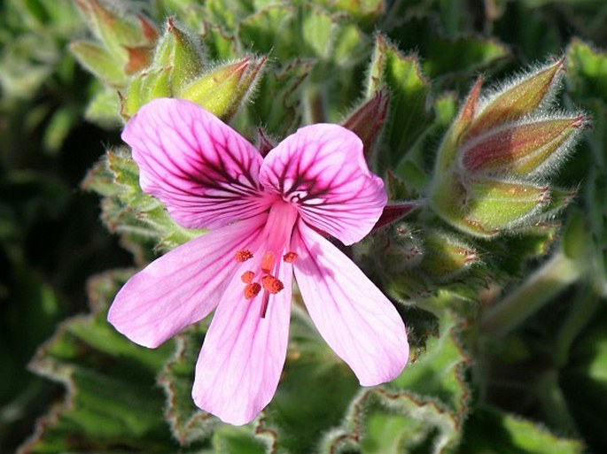 Pelargonium cucullatum subsp. cucullatum