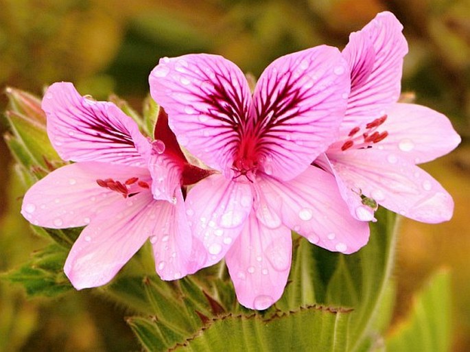 Pelargonium cucullatum subsp. cucullatum