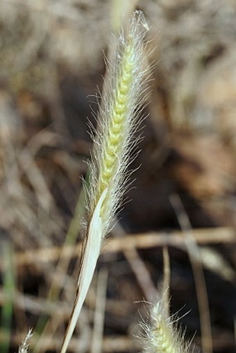 Pennisetum setaceum