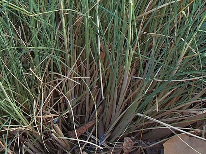 Pennisetum setaceum