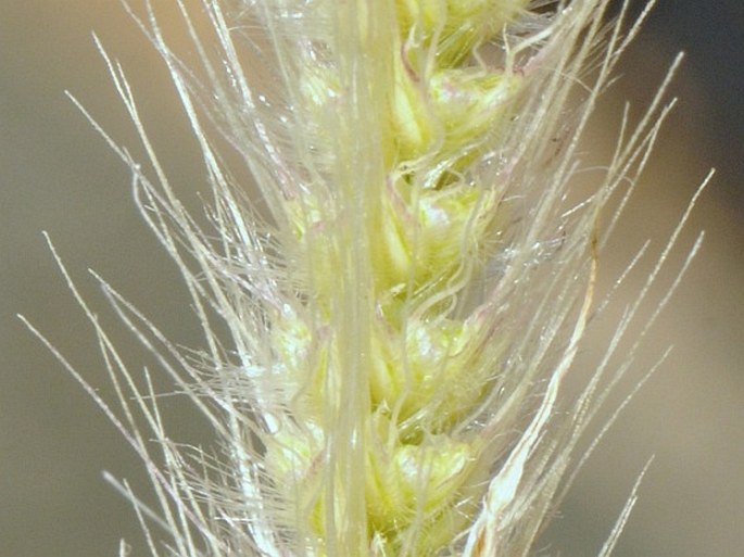 Pennisetum setaceum