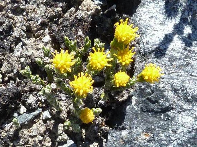 PENTACALIA IMBRICATIFOLIA (Sch. Bip. ex Wedd.) Cuatrec.