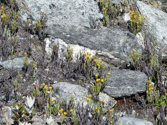 Pentacalia imbricatifolia